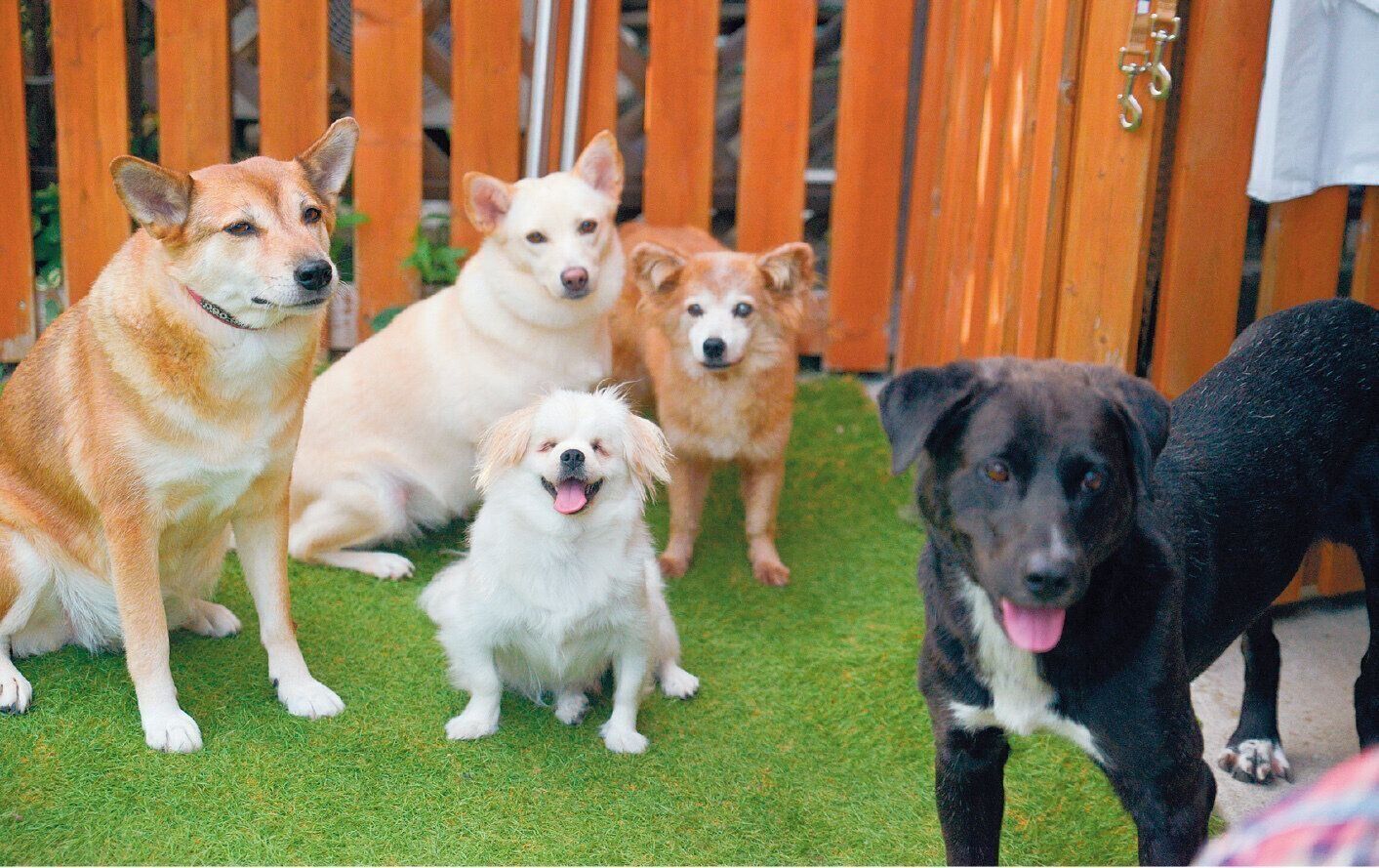 Sさん家の５頭の愛犬たちは、ムゥくんをすぐに受け入れてくれたそう。ハンデがあることを理解しているようで、みんなやさしく接してくれます