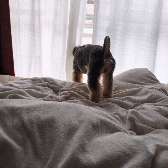 毎朝窓の外をチェックするヨークシャー・テリア