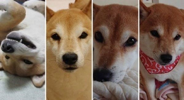 柴犬のくるみちゃん、れんくん、ゆずちゃん、すずちゃん