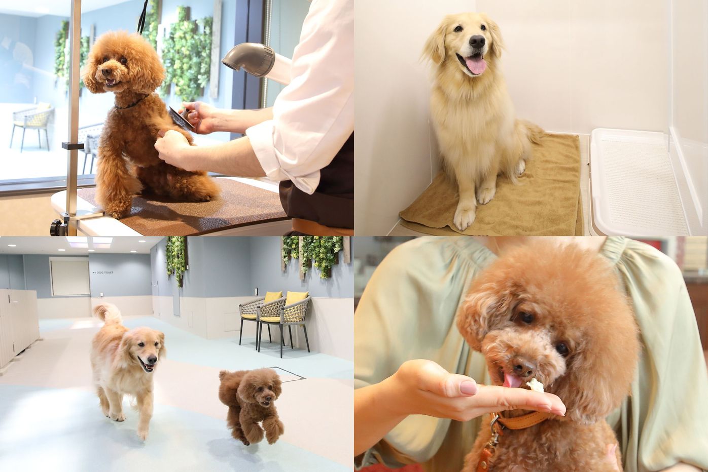 Pr 東京都心にあるホテルで愛犬といっしょに Inumo 芝公園 By Villa Fontaine でかなえる楽しい特別な一日 体験レポ いぬのきもちweb Magazine Pr 東京都心にあるホテルで愛犬といっしょに Inumo 芝公園 By Villa Fontaine でかなえる楽しい特別な一日 体験レポ いぬのきもちweb Magazine