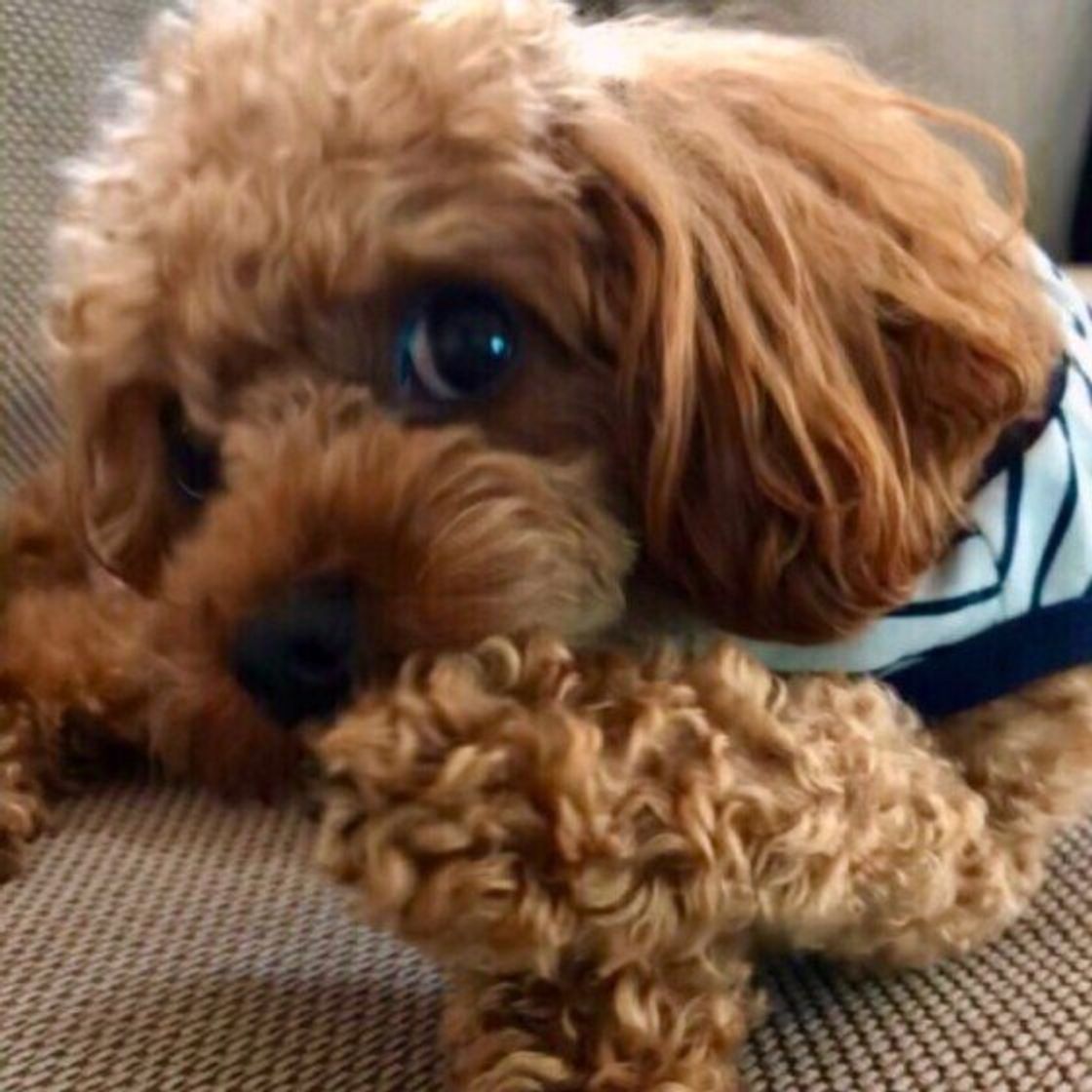 獣医師監修 犬に里芋を与えるときは注意が必要 与えるメリットとデメリットを解説 いぬのきもちweb Magazine 獣医師監修 犬に里芋を与えるときは注意が必要 与えるメリットとデメリットを解説 いぬのきもちweb Magazine