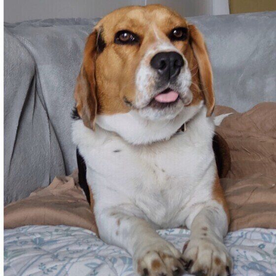 ビーグルのビットくん