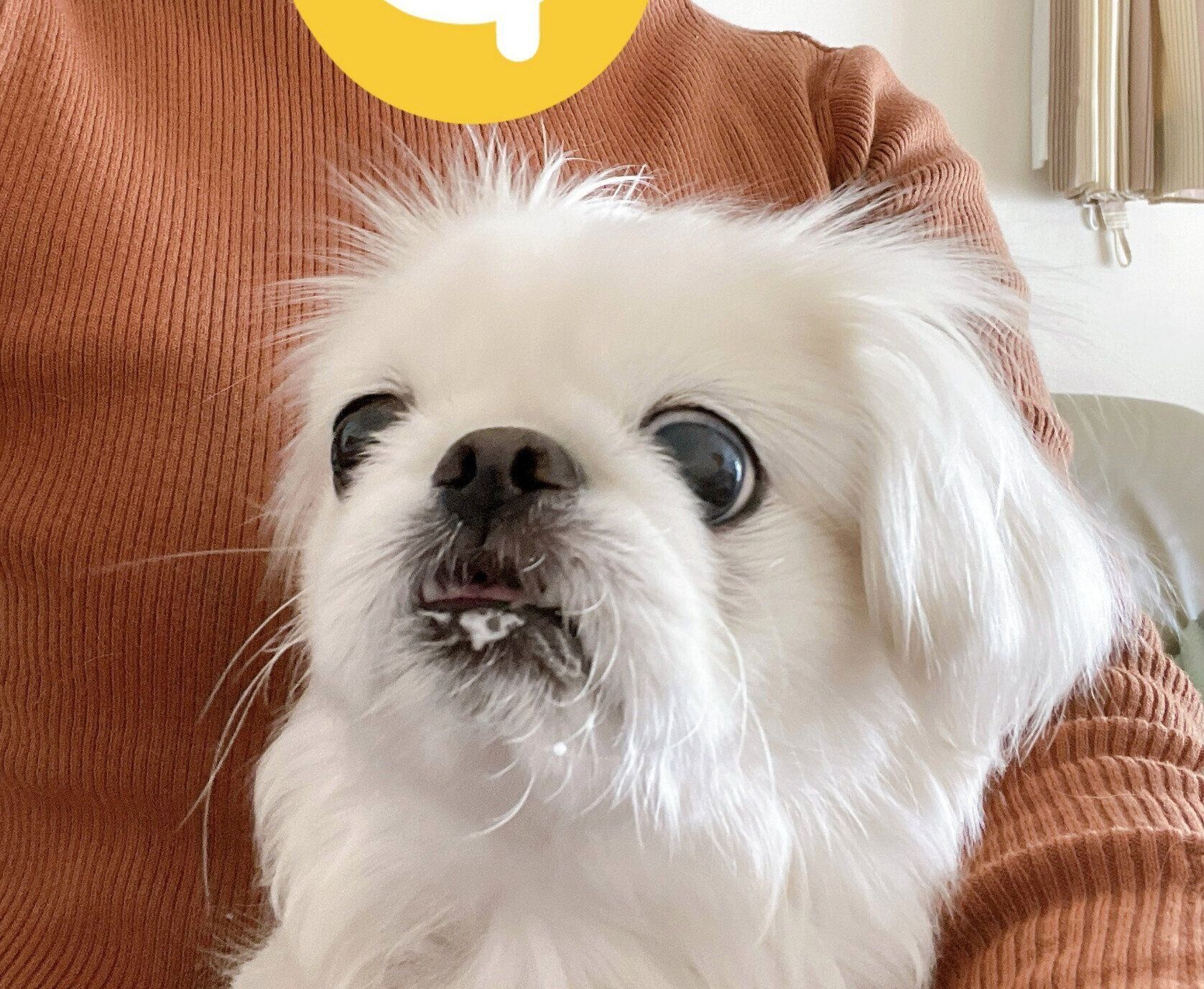 家族になって1年経ったころの雪ちゃん