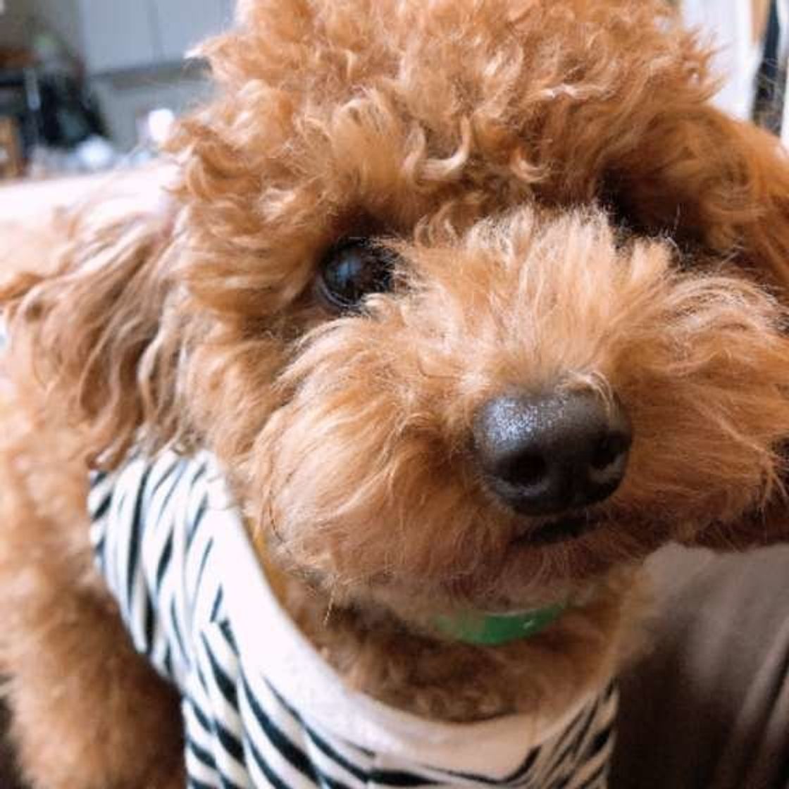 ク クサイ 愛犬の口臭を解決するお手入れ法を教えて いぬのきもちweb Magazine ク クサイ 愛犬の口臭を解決するお手入れ法を教えて いぬのきもちweb Magazine