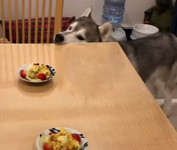 机の上を覗くシベリアン・ハスキー