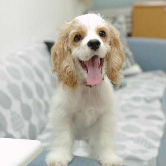 ドヤ顔するアメリカン・コッカー・スパニエル