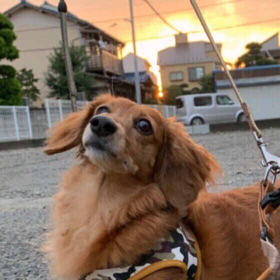 ミニチュア・ダックスフンドのうなちゃん