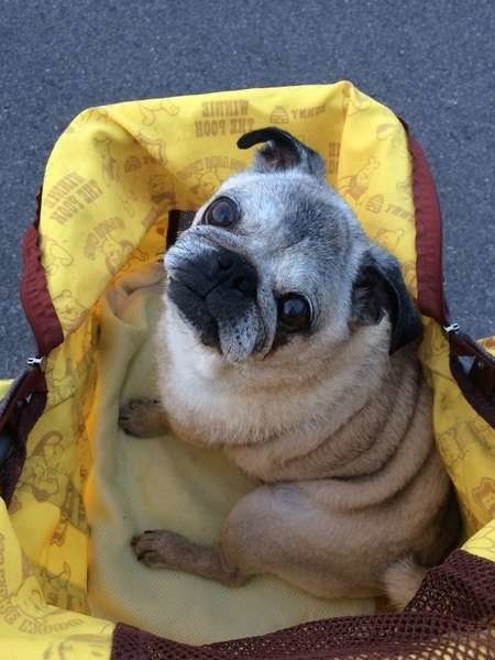 シニア犬の飼い主さんへお願いだよ。