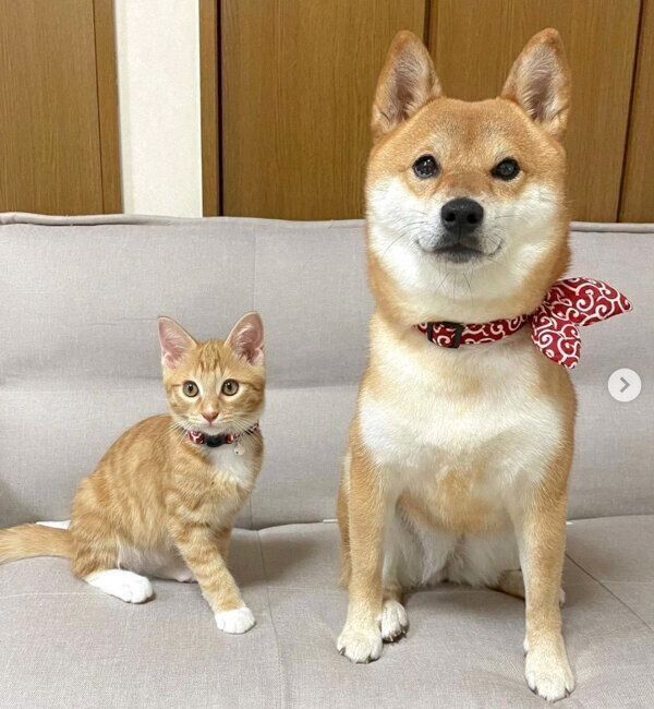 仲良しなぷくちゃん、りんくん