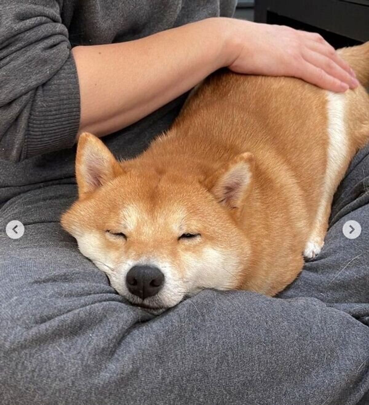 パパさんの膝の上をゲットした豆柴 甘えん坊モード全開 でくつろぐ姿が可愛すぎる いぬのきもちweb Magazine パパさんの膝の上をゲットした豆柴 甘えん坊モード全開 でくつろぐ姿が可愛すぎる いぬのきもちweb Magazine