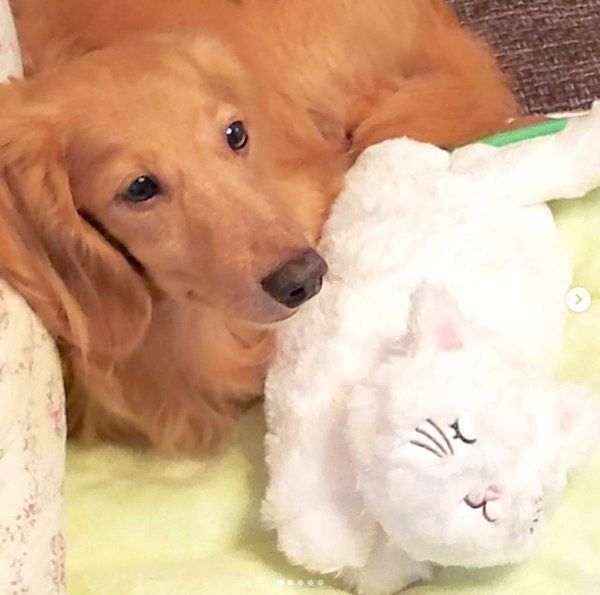 元繁殖犬・伶音ちゃん