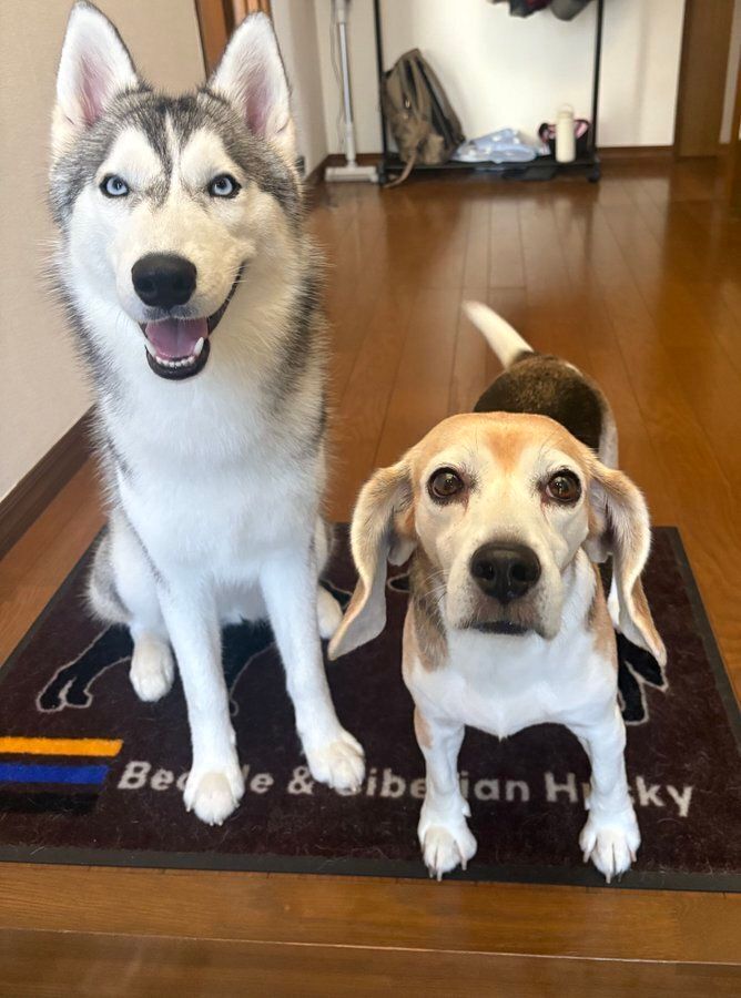 シベリアン・ハスキーとビーグル