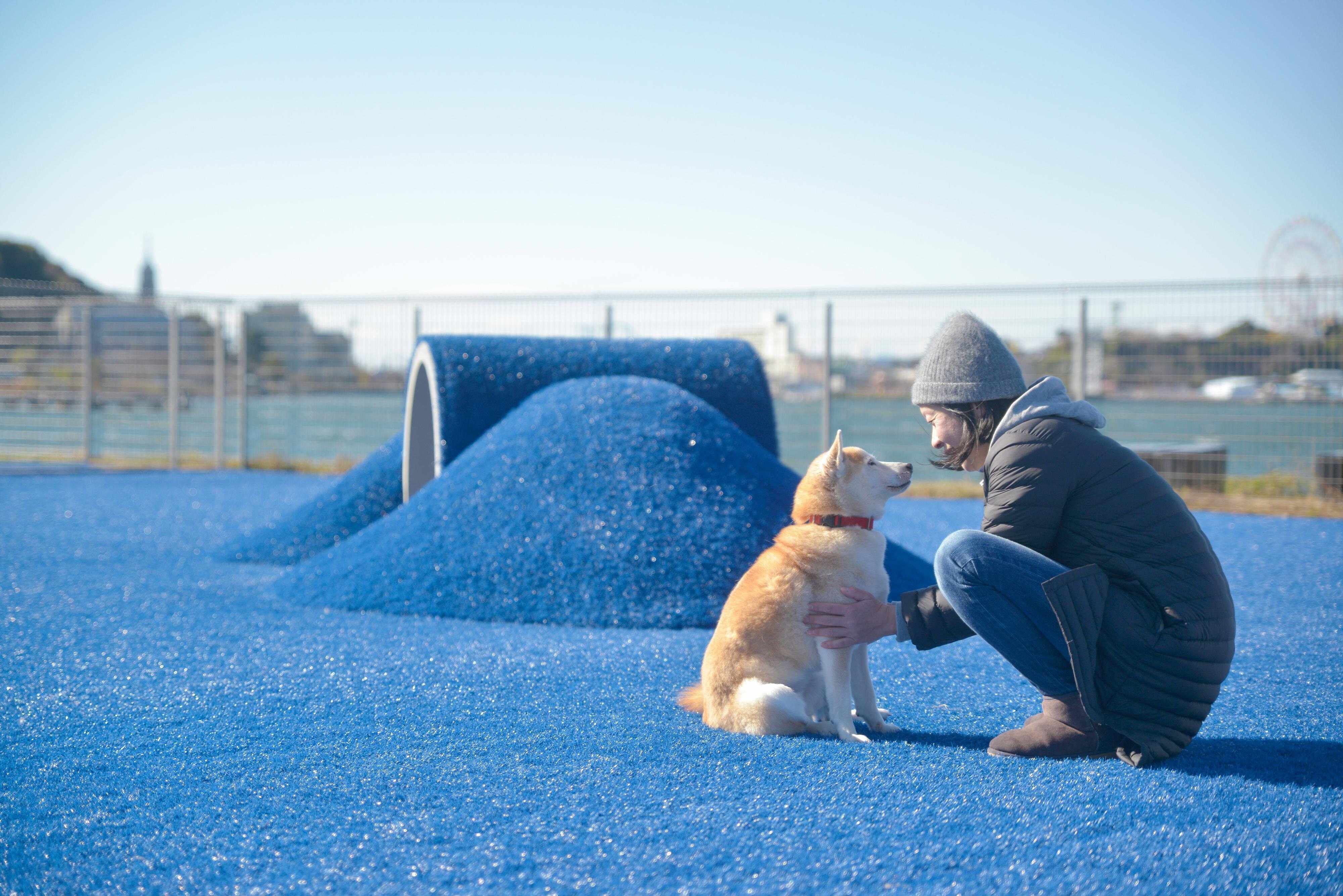 湖面につながるような青が印象深い爽快なドッグラン