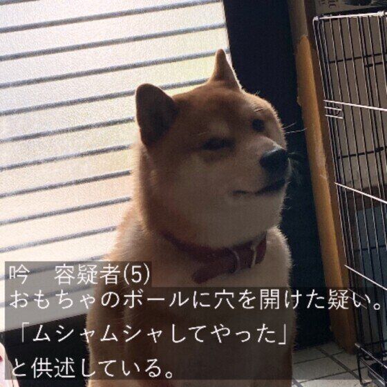柴犬の吟くん