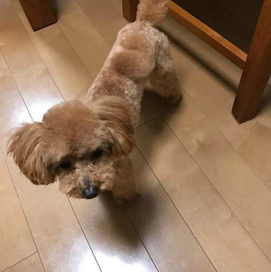 トリミング帰りのベルちゃん