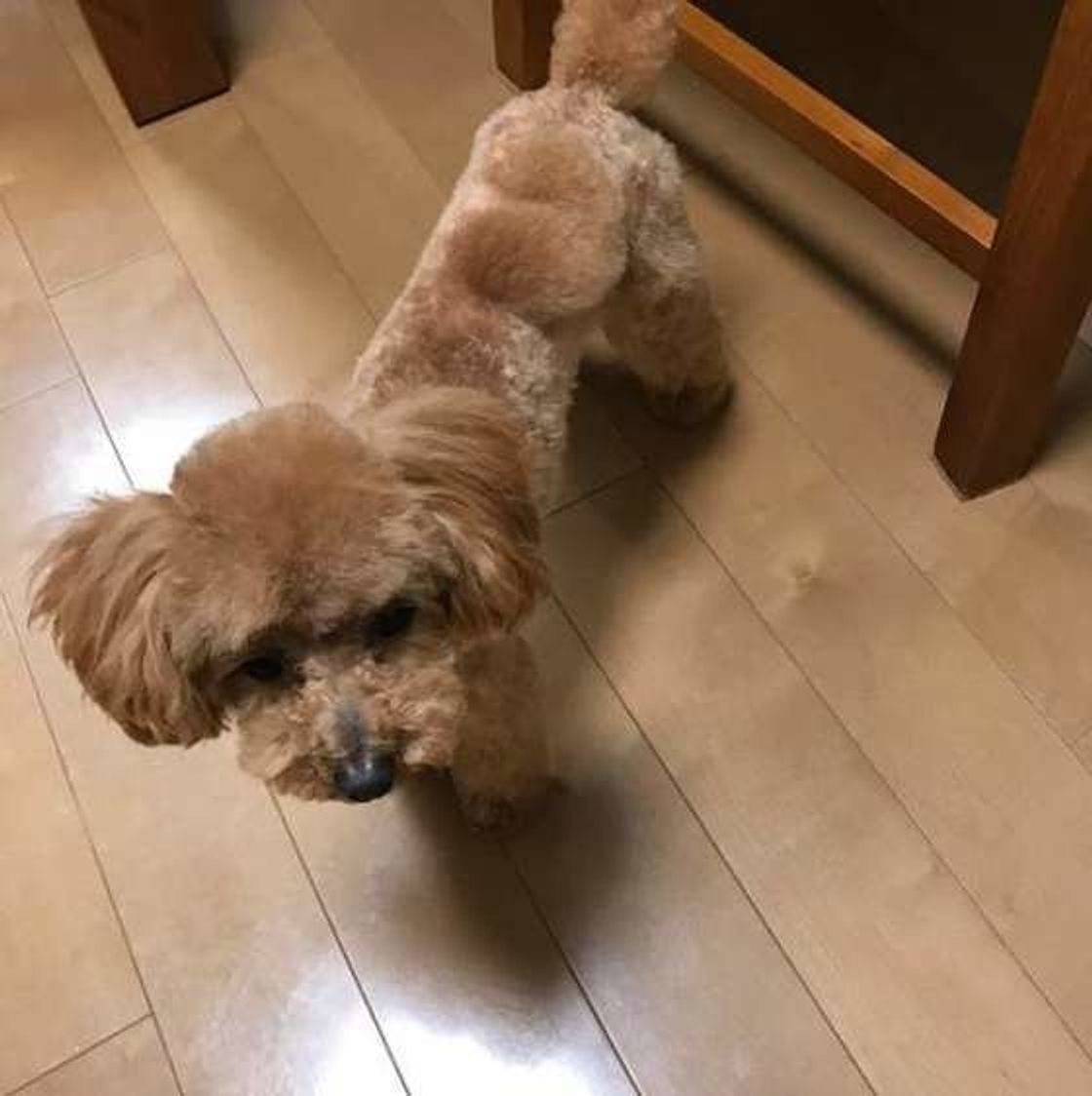 専門家監修 トイ プードルのアプリコット 性格や特徴は いぬのきもちweb Magazine 専門家監修 トイ プードルのアプリコット 性格や特徴は いぬのきもちweb Magazine