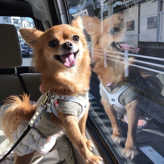 ドライブ中のチワワちゃん