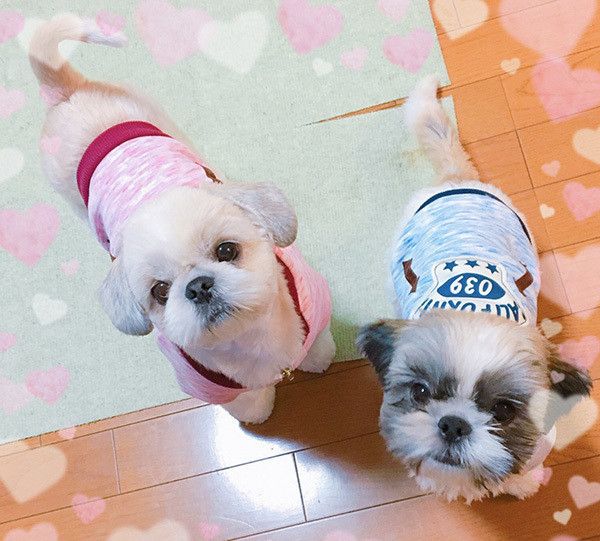 見上げるシー・ズー