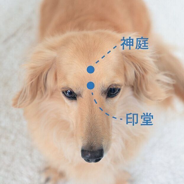 犬のおでこにあるツボ