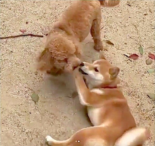 嬉しさが止まらないワンコ