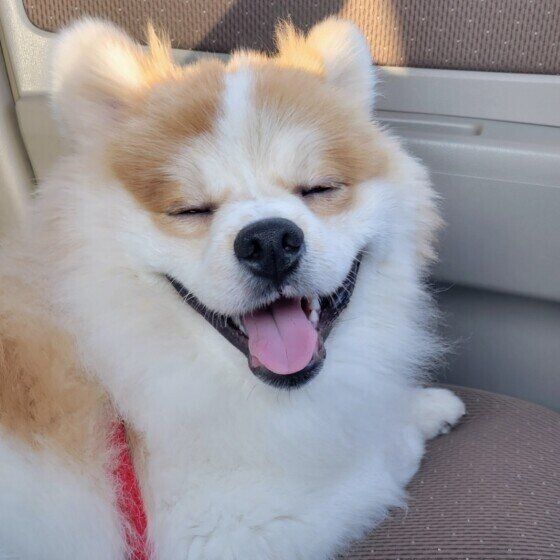 ドッグラン帰りのルルくん