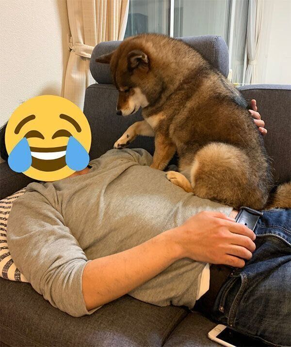 飼い主さんの上に乗る花ちゃん