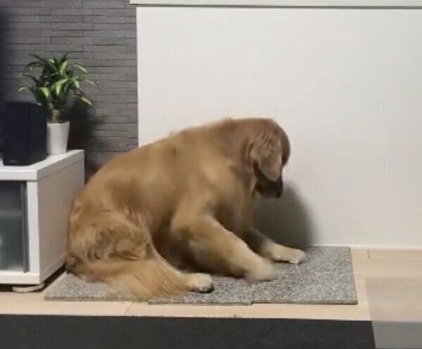 床を掘る佐助くん