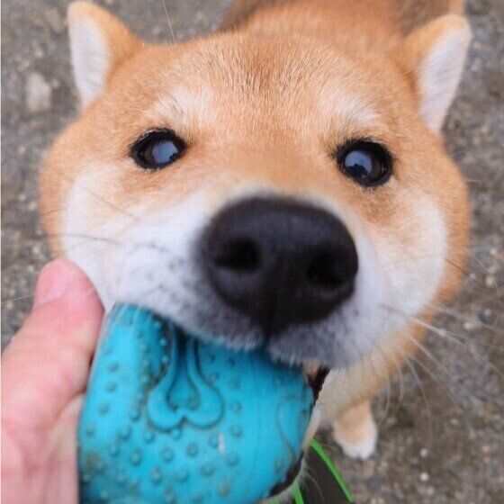 犬見知りをする犬としない犬の違いは？ 他の犬が苦手なコへの対応の仕方も いぬのきもち