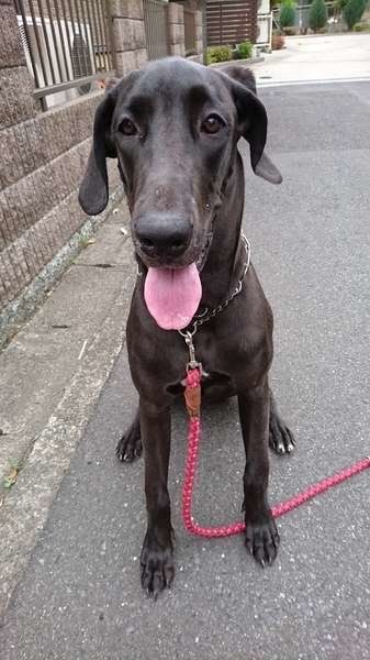 グレート・デーン