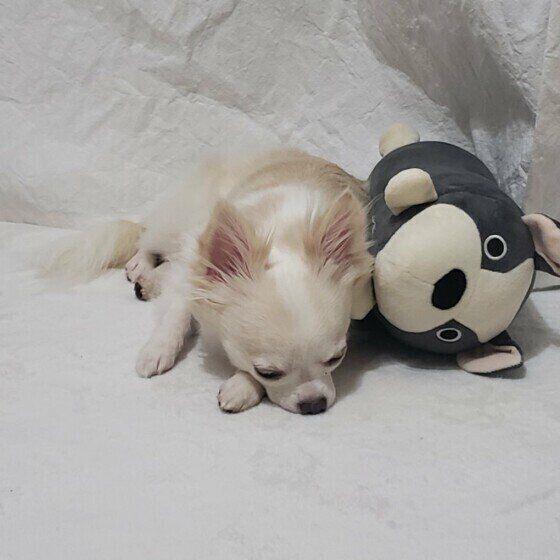 チワワのボルトくん