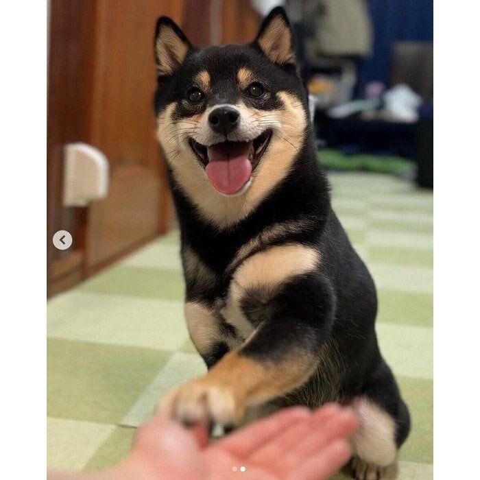 適当なオテをするおはぎちゃん