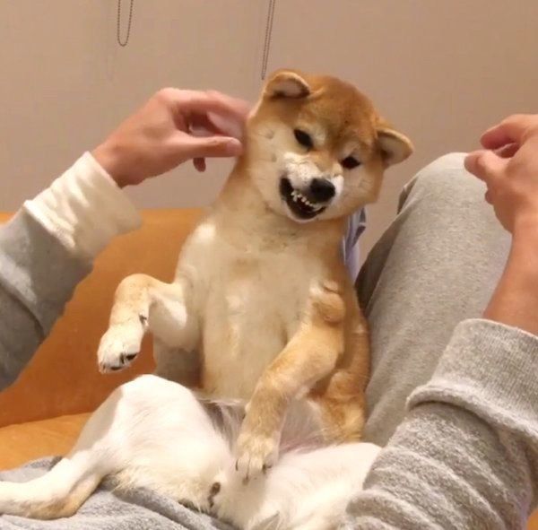 オコ顔をする豆柴