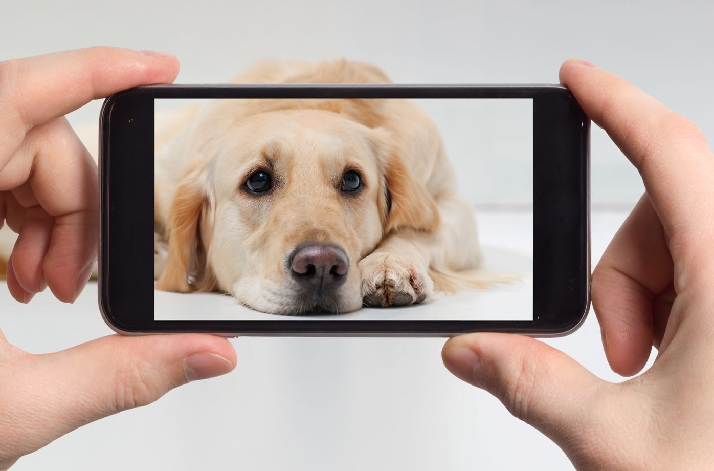 専門家監修 愛犬の写真撮影 カメラ目線や自然な表情を撮影するコツを伝授 いぬのきもちweb Magazine 専門家監修 愛犬の写真撮影 カメラ目線や自然な表情を撮影するコツを伝授 いぬのきもちweb Magazine