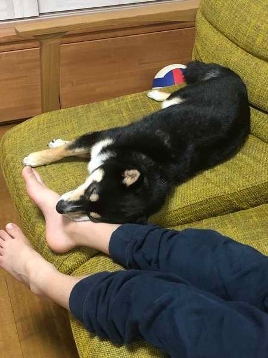 飼い主さんを守りたいなんて 犬が足元で寝る理由が可愛すぎる いぬのきもちweb Magazine 飼い主さんを守りたいなんて 犬が足元で寝る理由が可愛すぎる いぬのきもちweb Magazine