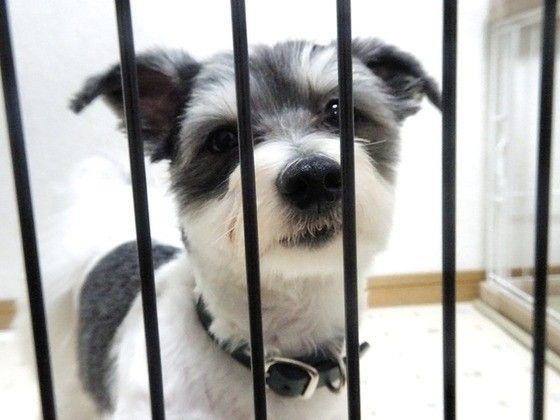 不安げな顔をする犬