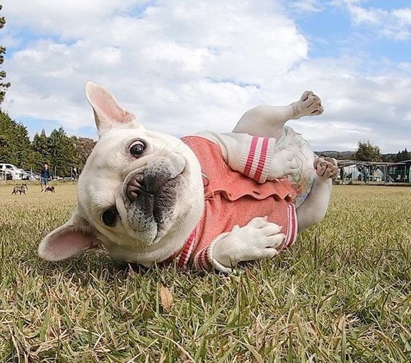 公園で遊ぶフレンチ・ブルドッグ