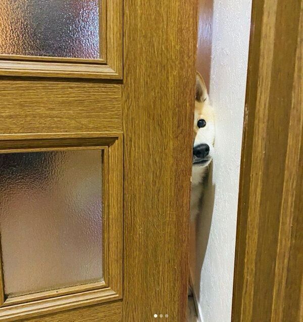 飼い主さんの帰宅を出迎えるなぎまるくん