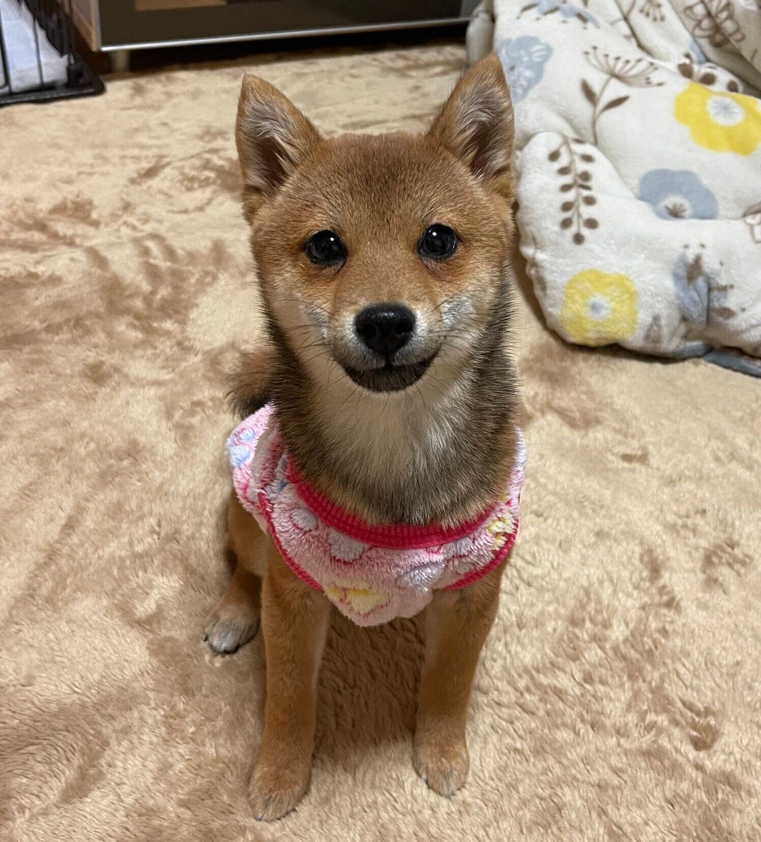 見つめるメイちゃん