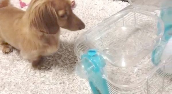 ハムスターの子守をするミニチュア・ダックスフンド