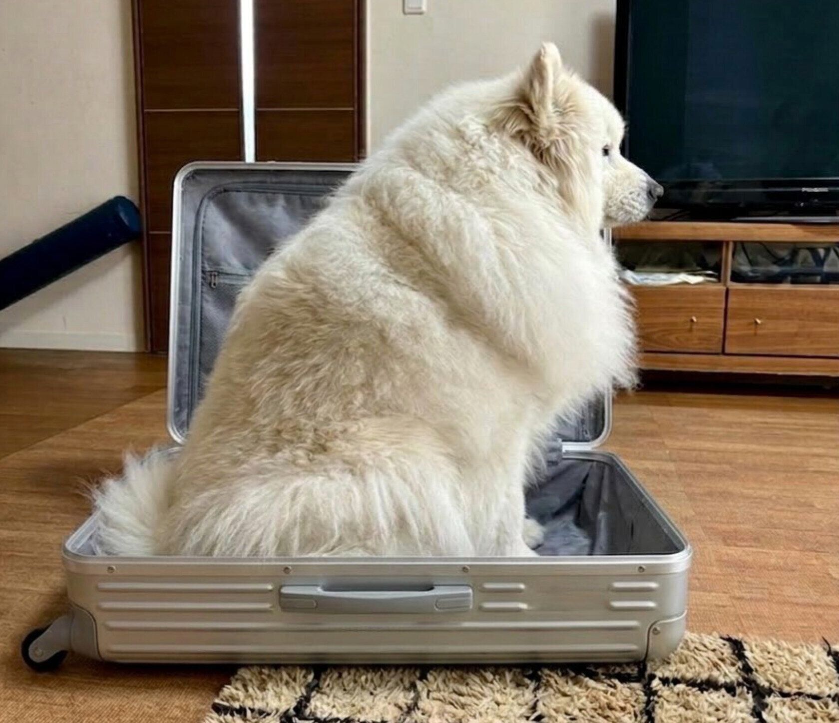 スーツケースの中に入るサニーくん