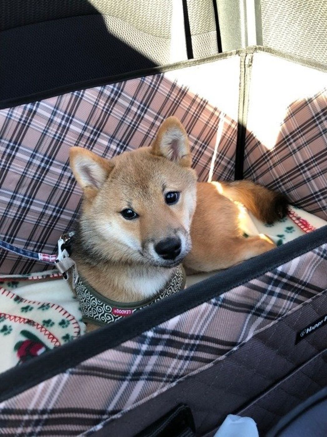 飼い主さんが 買ってよかった 犬用グッズ 本当に必要なものは いぬのきもちweb Magazine 飼い主さんが 買ってよかった 犬用グッズ 本当に必要なものは いぬのきもちweb Magazine