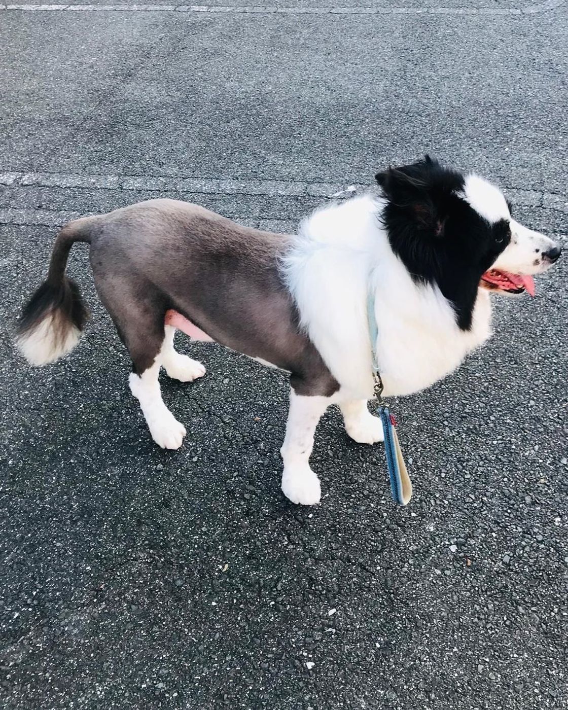 ボーダー コリーにサマーカットは必要 注意点を専門家が解説 いぬのきもちweb Magazine ボーダー コリーにサマーカットは必要 注意点を専門家が解説 いぬのきもちweb Magazine