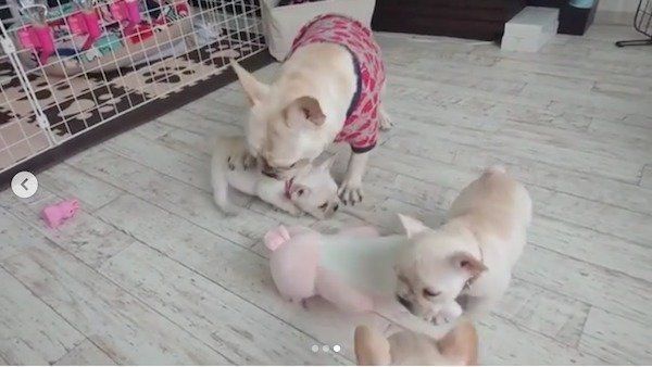 ブタさんで遊ぶフレブルfamily