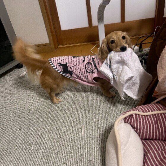 タオルを運ぶ犬