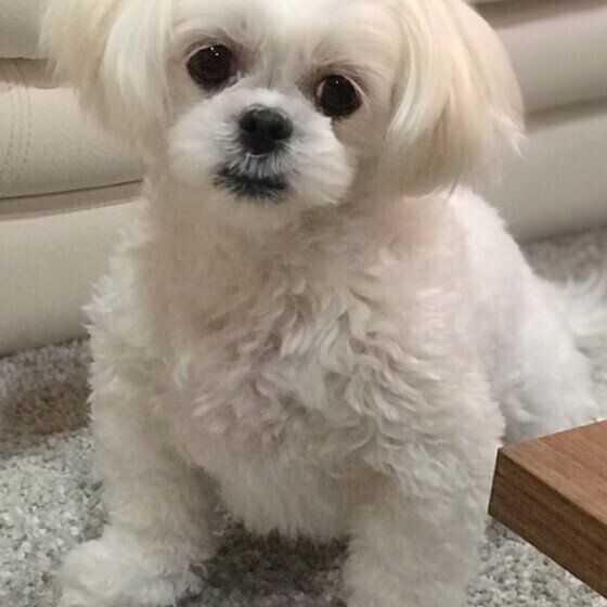 首を傾げる小型Mix犬