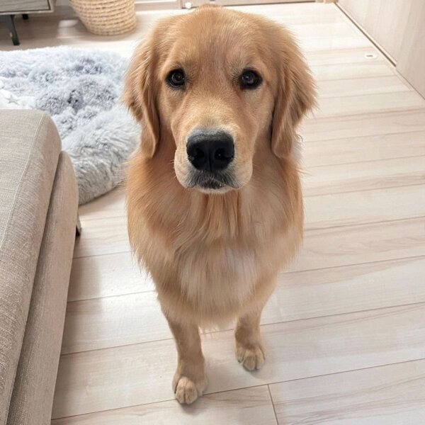 見つめるのあちゃん