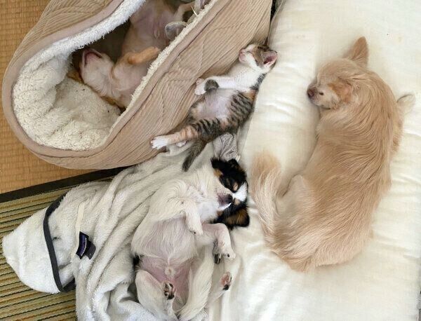 仲良く眠るチワワ3兄弟とものこちゃん
