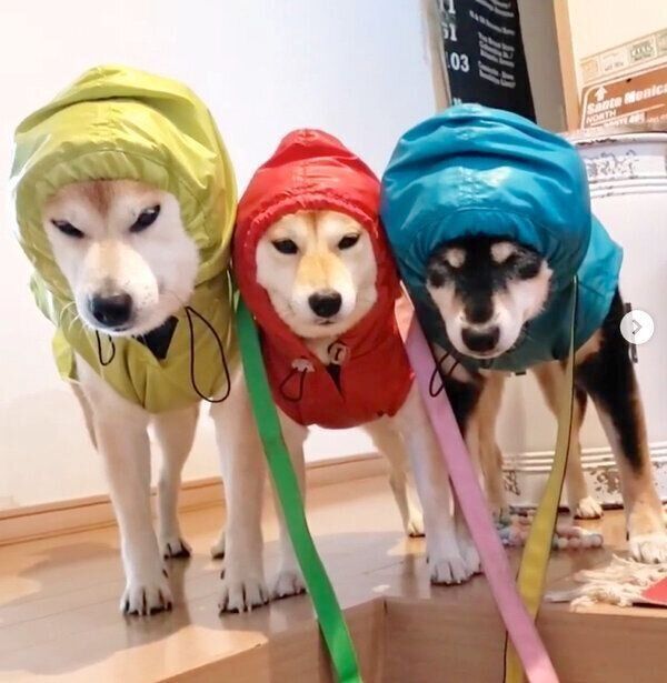 カッパを着てフリーズするモカちゃん、サラちゃん、アンちゃん