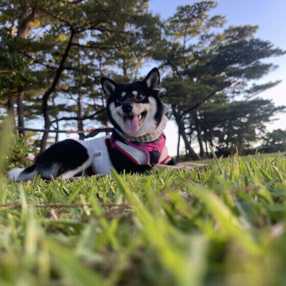 柴犬のさんちゃん