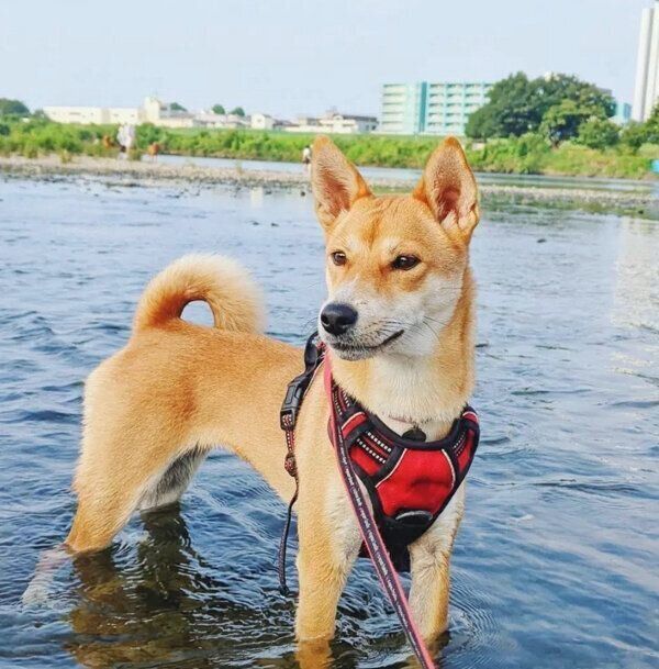 水遊びをするごぅちゃん